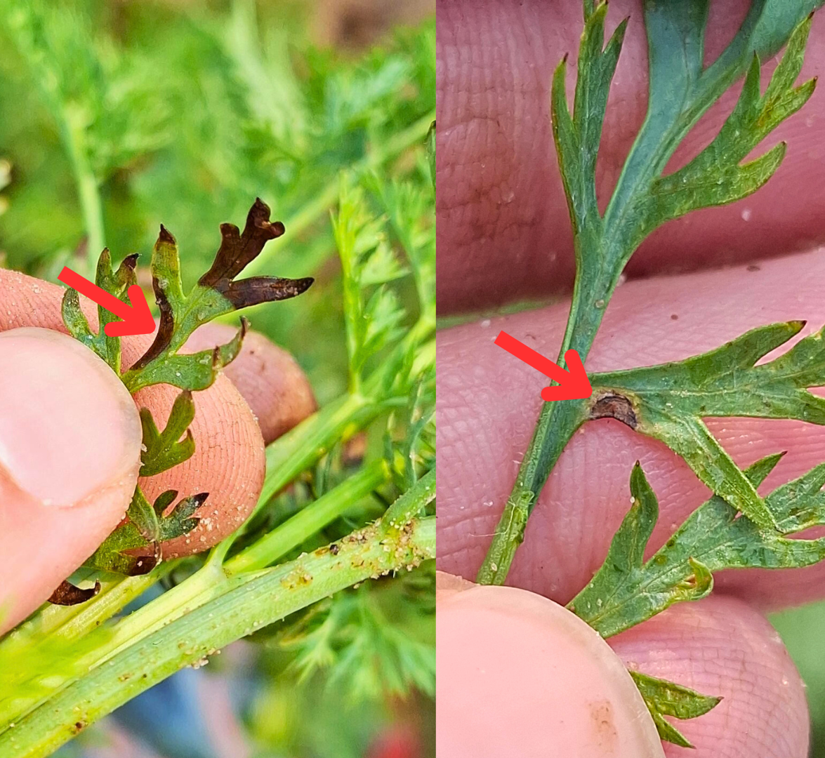 Two side by side images of carrot plants with foliar disease. Red arrows point to brown spots on the leaves.